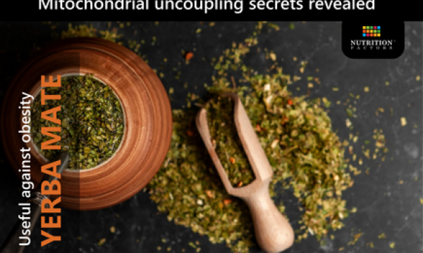 YERBA MATE-A KEY TO UNLOCKING THE SECRETS OF WEIGHT LOSS